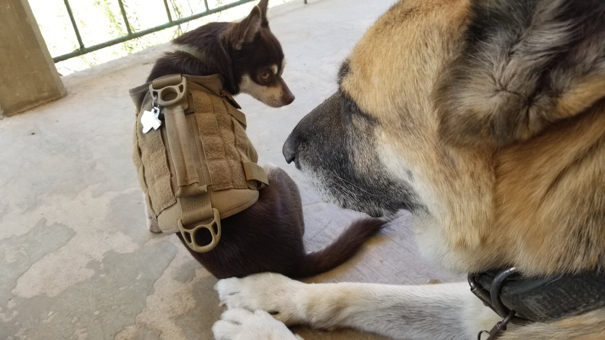 GaryACarlo's tweet photo. My big wolf and his mini wolf.
Brothers forever
#GSD_Sig #CCS_Bandit #TexasPups #GermanShepherd #RIP #mybestfriend #BestDogEver #MissYouSig https://t.co/MkeeRJjnIl