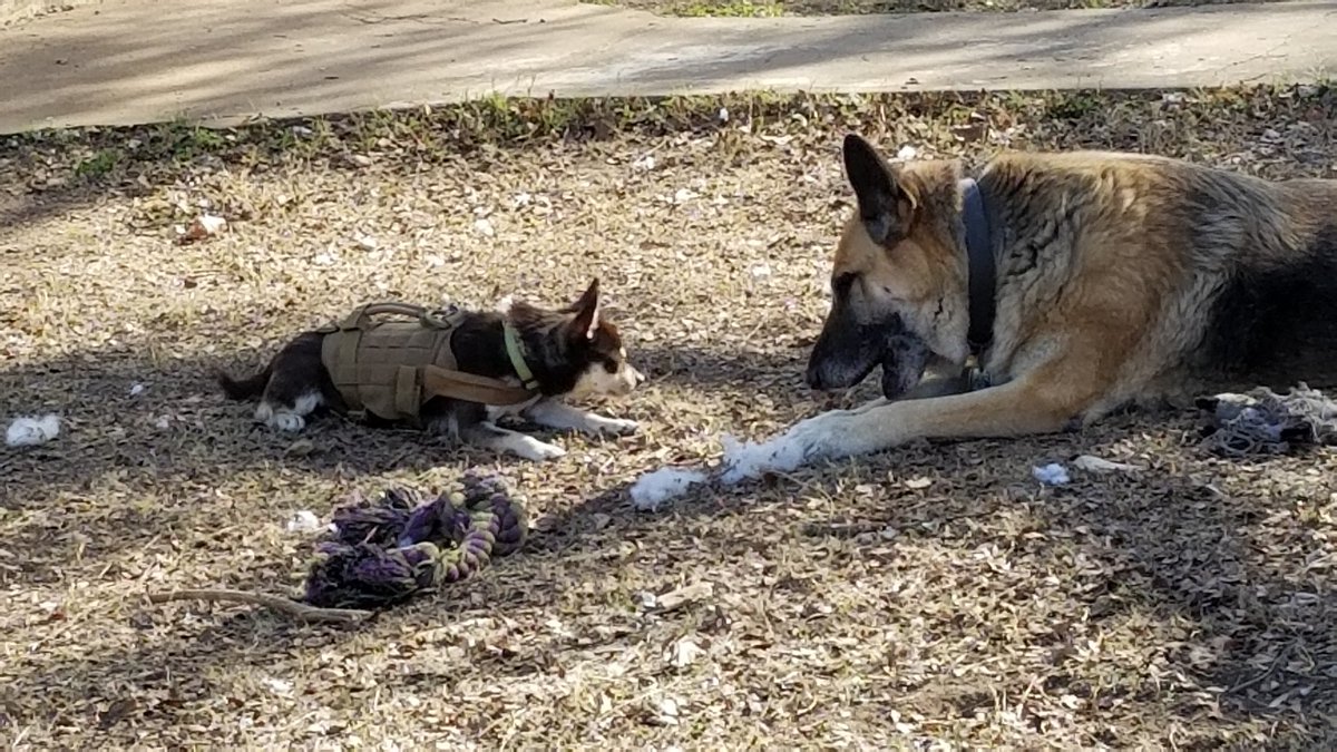 GaryACarlo's tweet photo. My big wolf and his mini wolf.
Brothers forever
#GSD_Sig #CCS_Bandit #TexasPups #GermanShepherd #RIP #mybestfriend #BestDogEver #MissYouSig https://t.co/MkeeRJjnIl