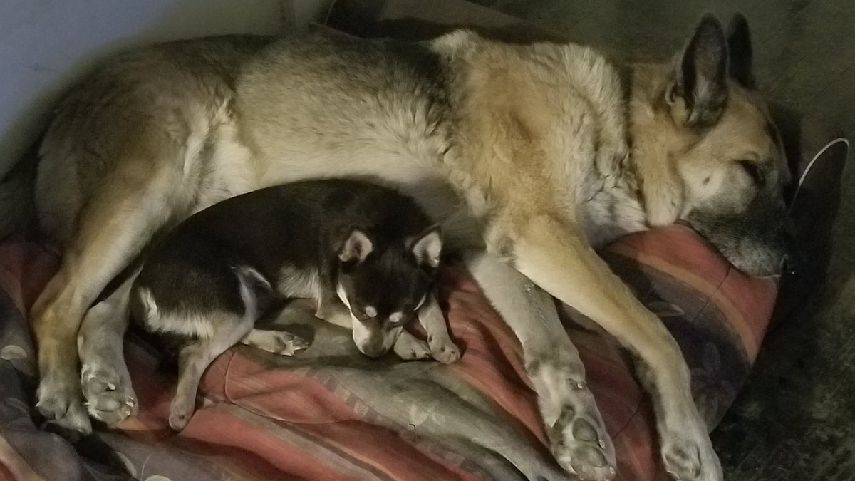 GaryACarlo's tweet photo. My big wolf and his mini wolf.
Brothers forever
#GSD_Sig #CCS_Bandit #TexasPups #GermanShepherd #RIP #mybestfriend #BestDogEver #MissYouSig https://t.co/MkeeRJjnIl
