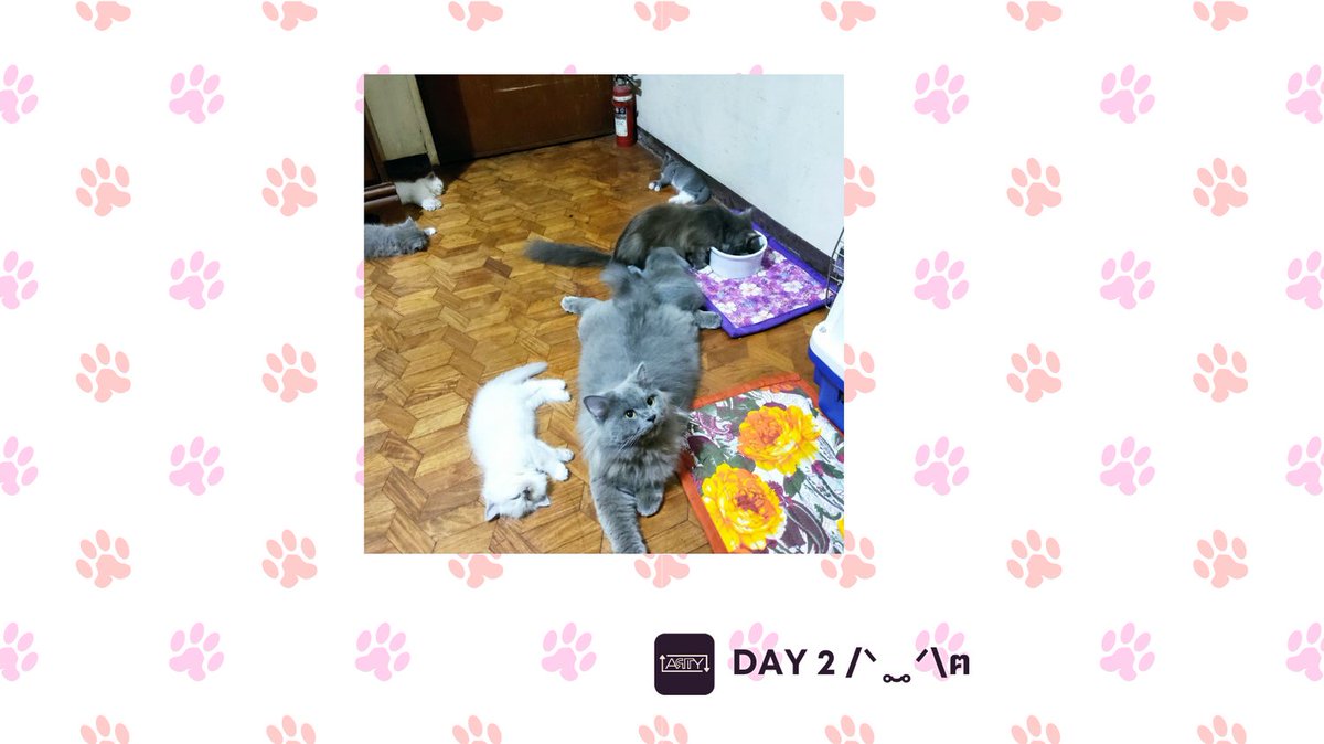RTwithARTY's tweet photo. A clowder of cats and counting, because one clingy cat just isn't enough!
#CatInvasion #Kitty #CatsOfTwitter https://t.co/eITTPPZAwz