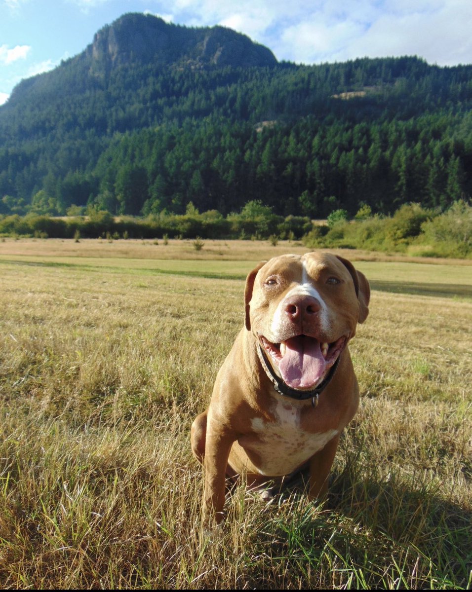MetalBlonde's tweet photo. I miss my dog. He was the best of the best and part of my soul.
Please post pictures of good doggos and kitties to boost my mood💔 I want to see them all! https://t.co/Lay9UgA4Kk