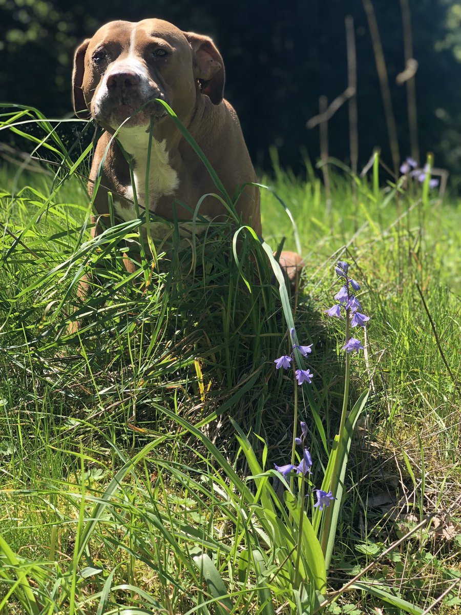 MetalBlonde's tweet photo. My boy’s name is Bruce but he was also known as Boo Boo, Boofus, Mr. Poo, Boo Boo Pantaloni Pants and many more https://t.co/3VvTuB7vOi