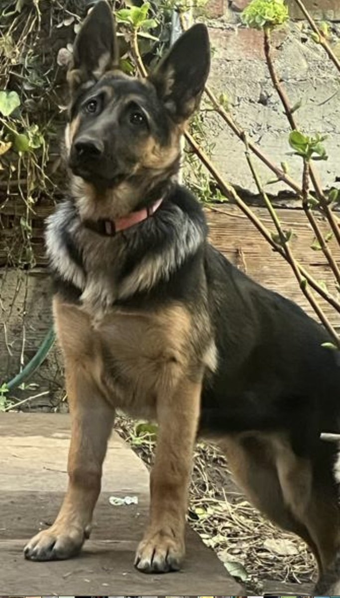 marianamv89's tweet photo. Me salí de casa, ayúdame a regresar necesito cuidados especiales! Tlalpan Centro 16 de Enero alrededor de las 19 horas traigo collar rosa me llamo “Ota” cualquier info @conitapreciosa  @TlalpanVecinos porfa RT https://t.co/d5grK83dWN