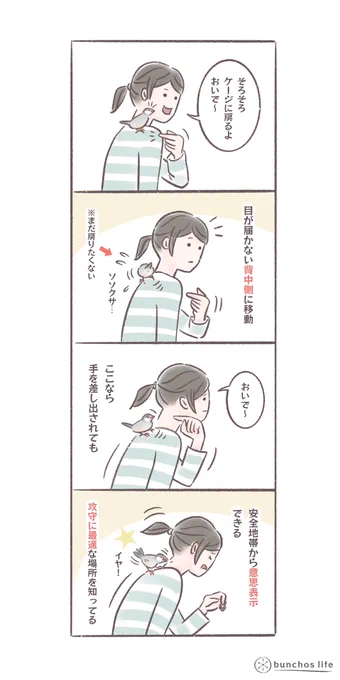 手に乗りたくないとにには、背中側に逃げ込む文鳥
#文鳥 
#bunchoslife 
#4コマ漫画 
