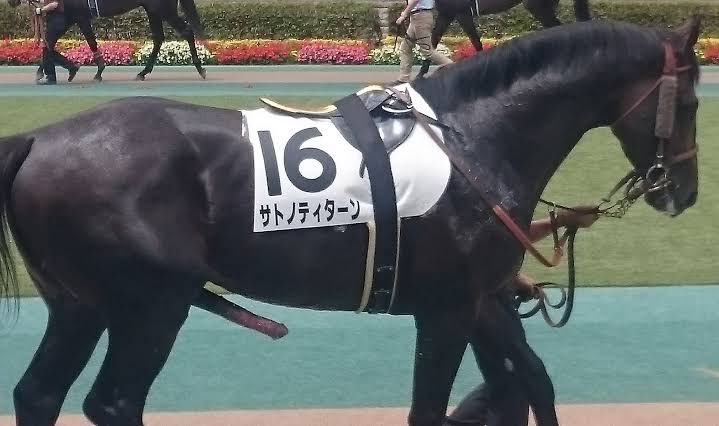 サトノティターンのティティーンが……