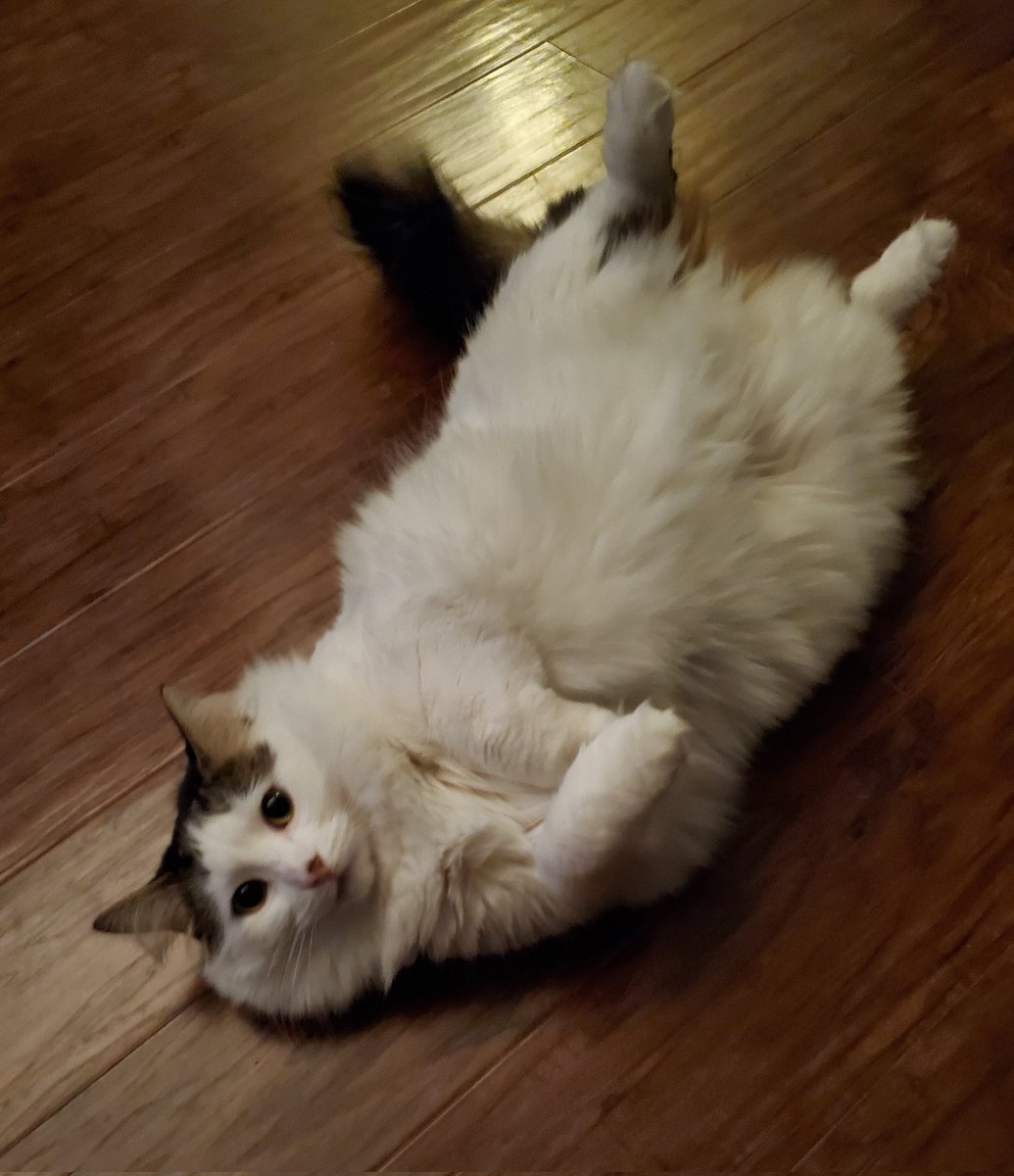 CatMomSays's tweet photo. This is my belly. #CatMom #CatMomSays #FloofyKitty #FloofForDays #FlawlessNotClawless #KittyBelly  #CatsOfTwitter #CatsOnTwitter #Cats #Cat https://t.co/u8MwWFYixY