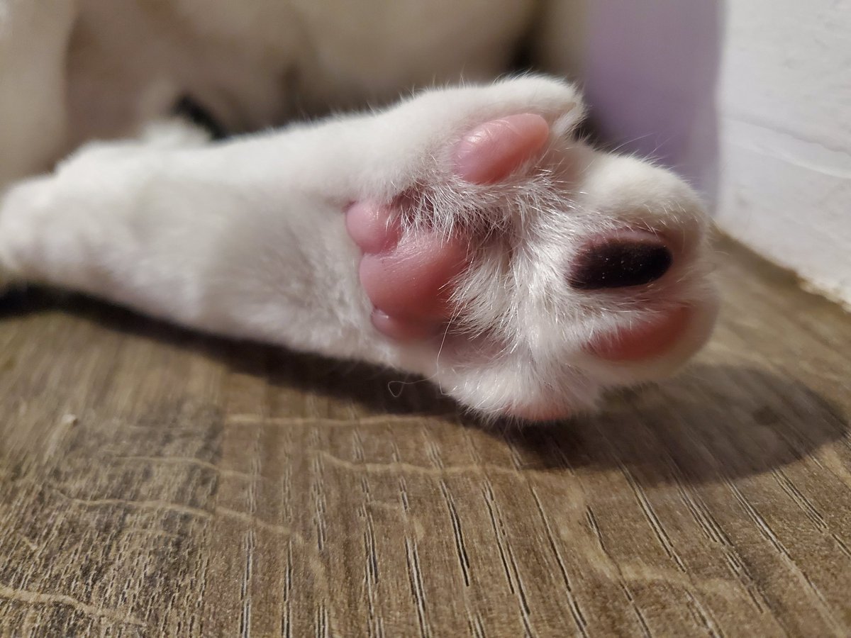 sinfulvox's tweet photo. If you're having a bad day and/ or need a pick me up...
Don't worry, I gotchu
#catbeans https://t.co/us2WLhNsL9