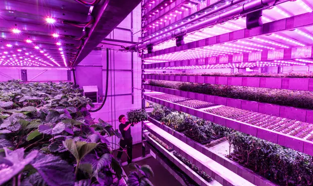 leigrow's tweet photo. "The #verticalfarm uses #hydroponics, where plants are grown indoors in very tightly controlled conditions. The type of light, temperature, humidity and nutrition can be tailored for each plant, far more so than in a #greenhouse or polytunnel."

https://t.co/fVIZYqb5Vo https://t.co/Ka3nEfgpR3
