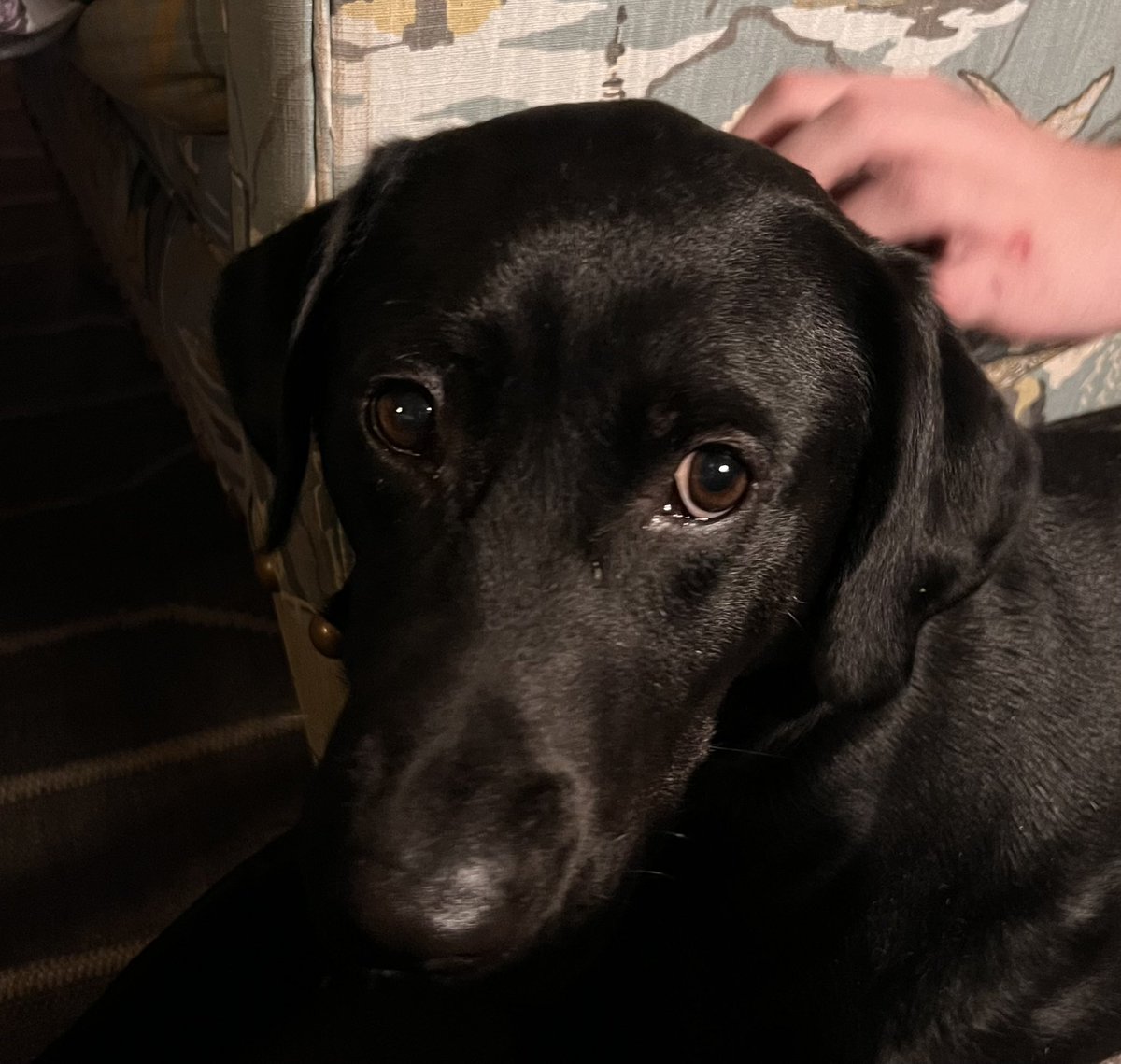 Trailer Park Orthopod™ 🍸🚍🍖 tweet media