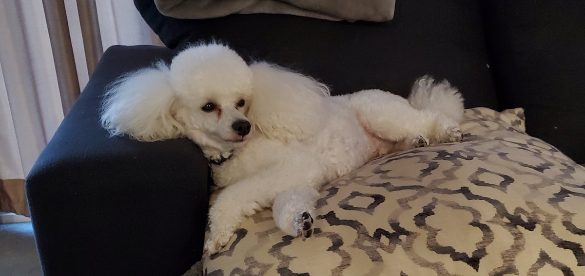 fignuts81's tweet photo. @HeyItsVadim Hugo just chillin https://t.co/7RFBASdAQZ