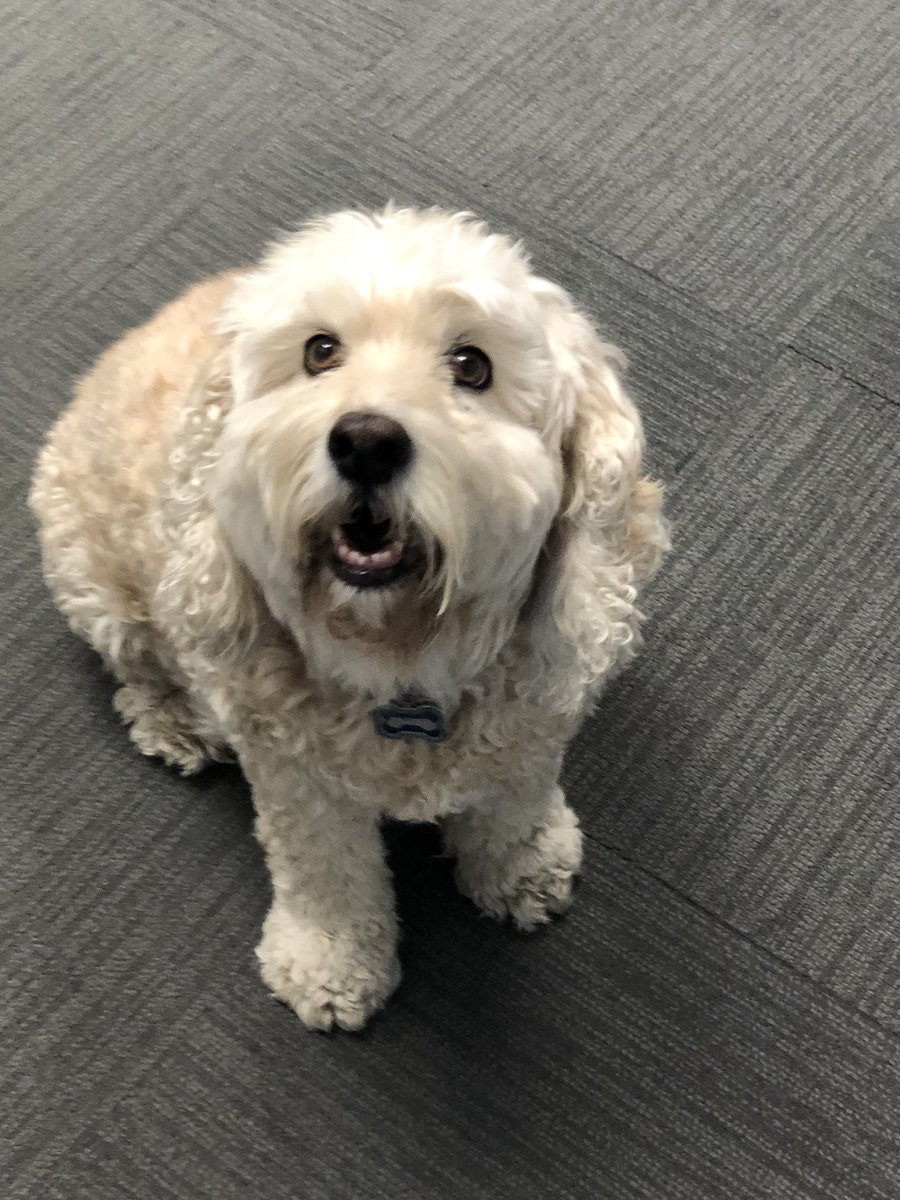 carolyneatta's tweet photo. @MetalBlonde Mr. Jasper making friends at the office. 😊 https://t.co/Jbj7laZOti