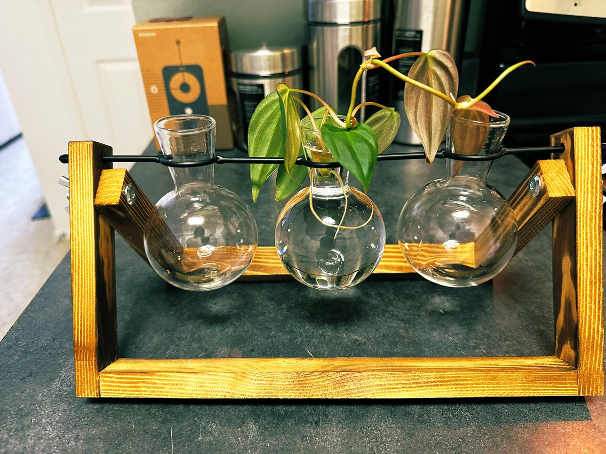 Astyles101's tweet image. #Propagate 🌱