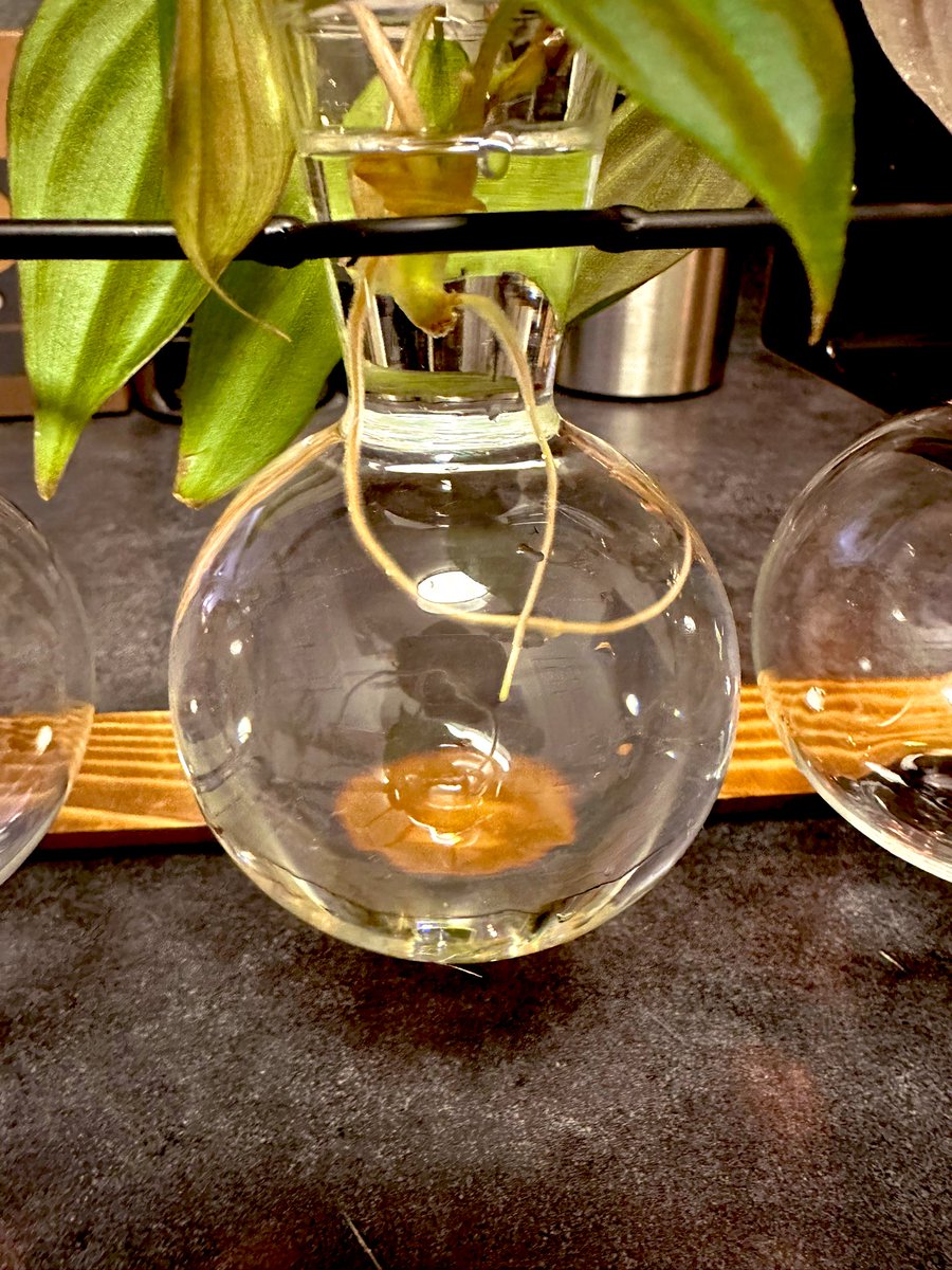 Astyles101's tweet image. #Propagate 🌱