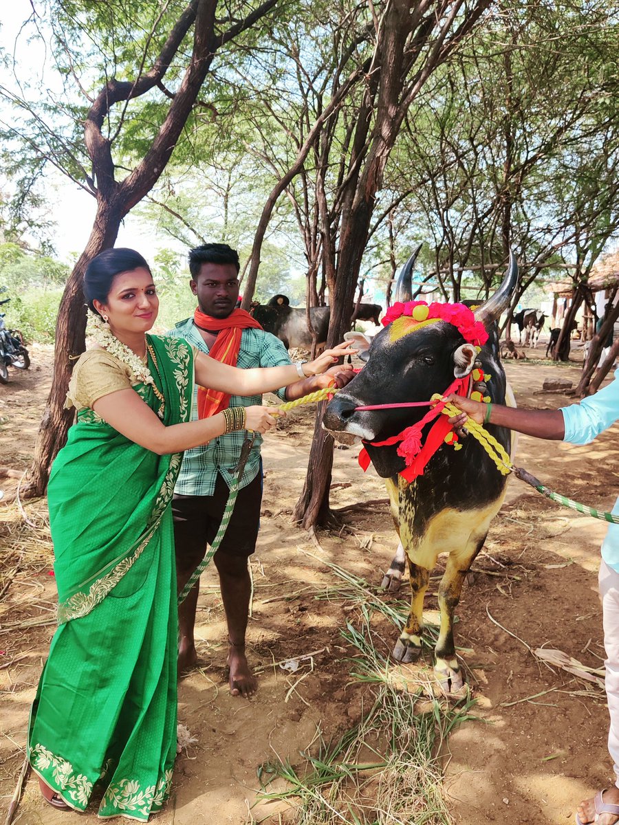 மாட்டு பொங்கல்❤️

#Pongal2023 #MaatuPongal #maatupongal2023 #Vedha #anchorvedha #PTanchor