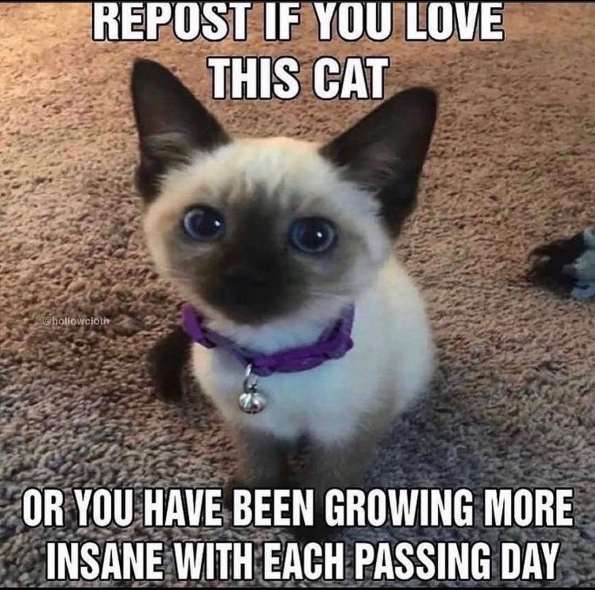 LiterallyMeCats tweet media