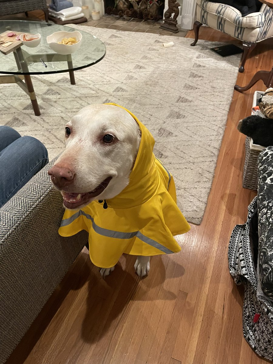 DebHarkness's tweet photo. Today's gratitude:
🦁 The Lion In Winter and its stunning depiction of a royal family in crisis: heirs, spares, wives, mistresses--the whole lot
🧘 trying a new asana in yoga
🦮 Baxter's new raincoat because he loves swimming but hates the rain!
#gratitude #simplethings https://t.co/tumfMo4BIV