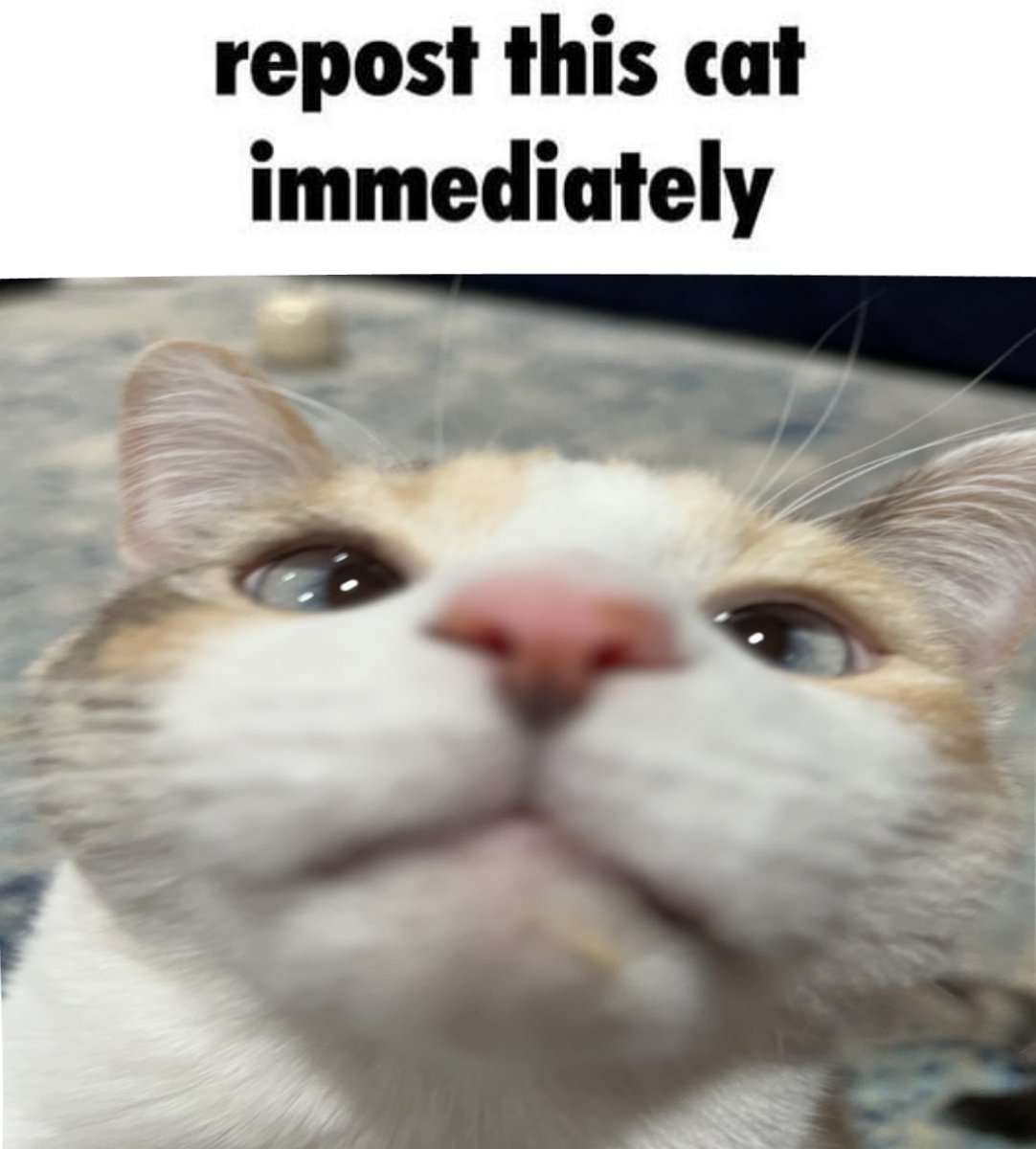 fatfatpankocat's tweet image. 