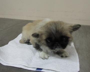 iWaFDUeWUTuqm9L's tweet image. 迷子のワンちゃんが岡山市東区益野町で保護です小型犬なので飼い主は地図内にいます