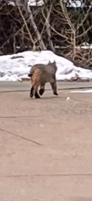 CH Police tweet media