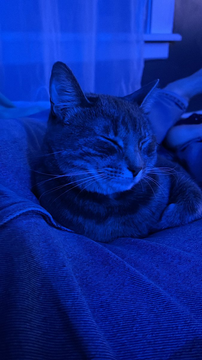 this is how dad n i usually cuddle on the couch #VIBE #catdad #catcuddles #clementine #clem #CatsofTwittter #CatsOnTwitter #goodnight