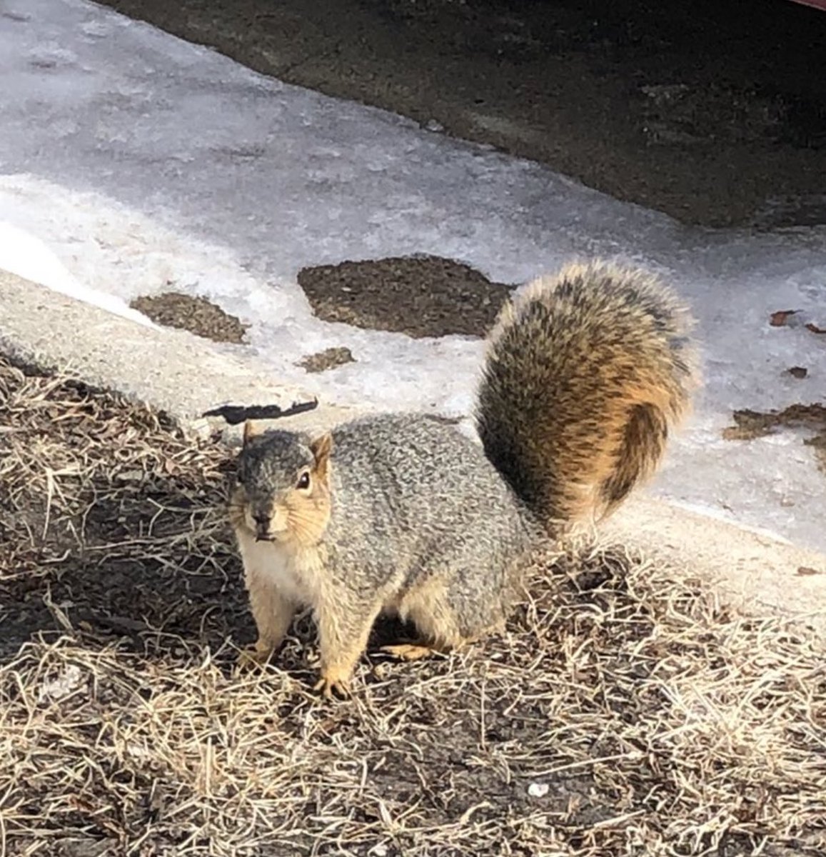 UNI Squirrels tweet media