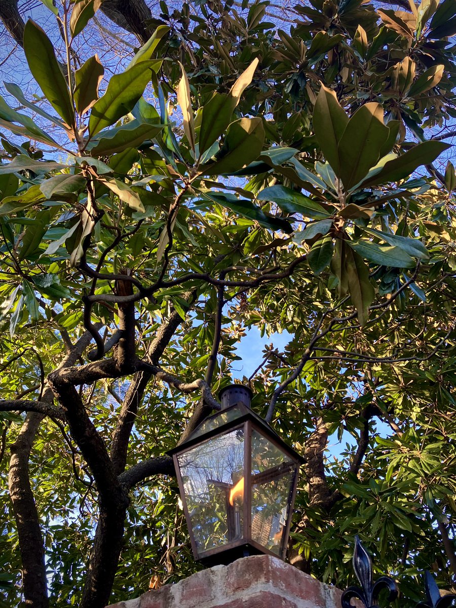 HobanGirl's tweet photo. Finally, the string of birthdays is fait accompli… another year older yet remain on the run, in demand. Temps are erratic, even the cabbages look defeated, depleted. January drains. #HollandHouse #DukeSt #hellebores — pooch on #StAsaphSt  #OldTown #Alexandria #countyourblessings https://t.co/U4Y7nNKSuv