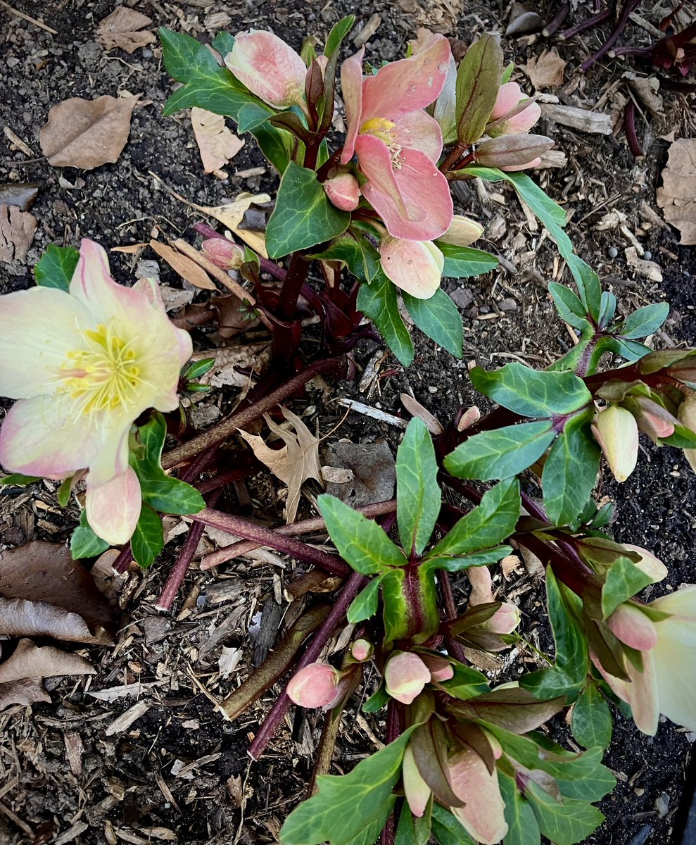 HobanGirl's tweet photo. Finally, the string of birthdays is fait accompli… another year older yet remain on the run, in demand. Temps are erratic, even the cabbages look defeated, depleted. January drains. #HollandHouse #DukeSt #hellebores — pooch on #StAsaphSt  #OldTown #Alexandria #countyourblessings https://t.co/U4Y7nNKSuv