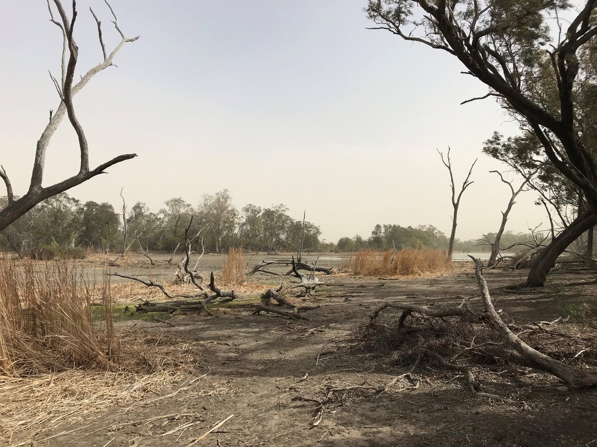 A wet spring has triggered large-scale waterbird breeding in the Gwydir Wetlands, for the 2nd year in a row! 🥳 CEWH Simon Banks visited the site to catch up with community members and check out the wetlands following recent wet conditions. #FlowUpdate: bit.ly/3YBTfXF