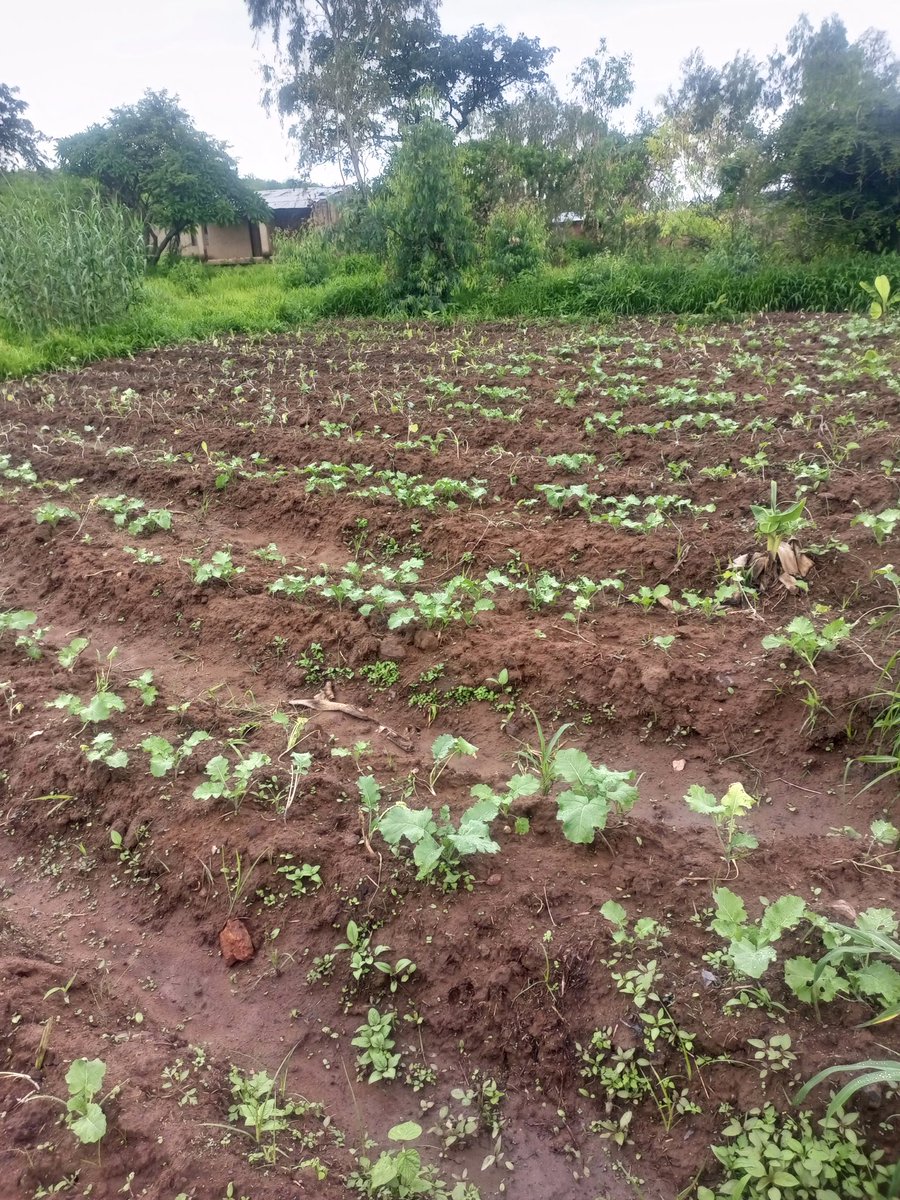 We believe that one way of alleviating poverty is to economically empower women. In Phalasito, we have a group of women who have a small garden where they planted vegetables for both commercial and domestic use.