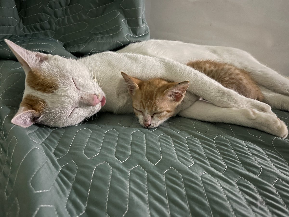 misscatears2's tweet photo. sleepy all day https://t.co/OGEKaBgvgR