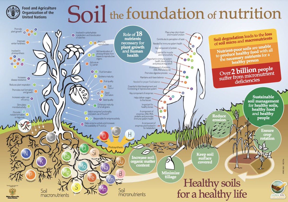 We are what we eat! 'Healthy soil for healthy plants for healthy humans' Investing in #SoilHealth have higher #RoI for people and Nature. Educational infographic by #GlobalSoilPartnership #soilhealthmatters #regenerativeagriculture #climatefarmers
