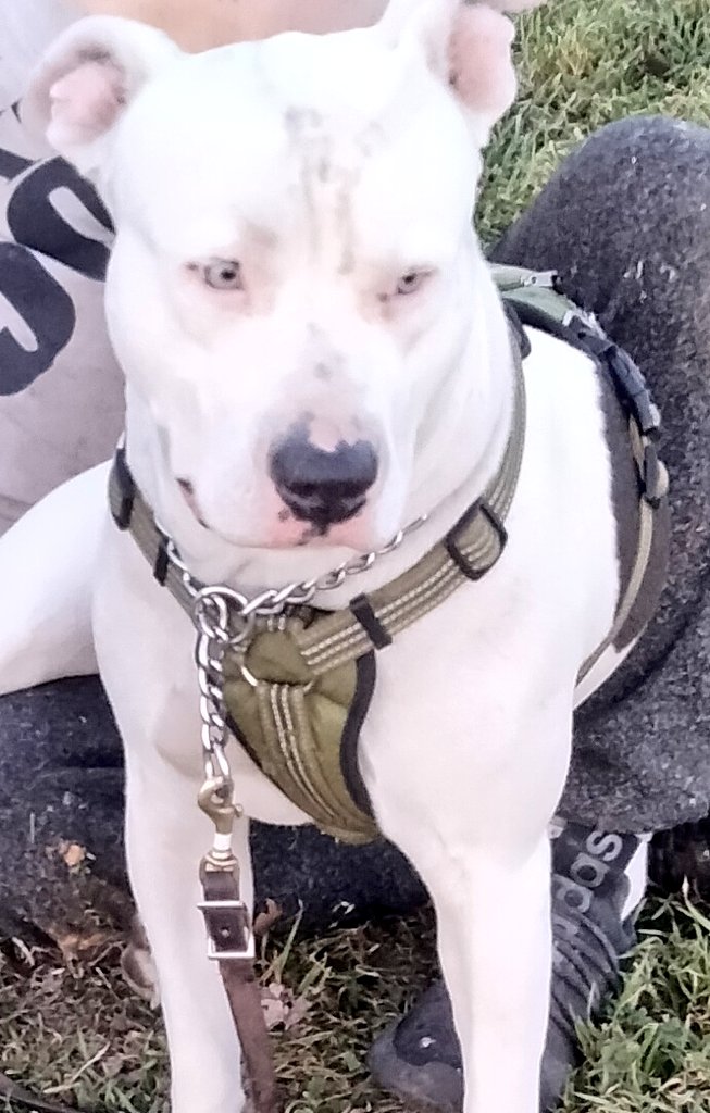 Michell41781184's tweet photo. Cotton and his best friend Tilly. He is now homeless because his house burned down. I know there still caring loving people out there? I can't help but think what if this was me ,What would I do ? With no family. He is slow I'm sure that very scary  him.!#I gave him a room https://t.co/ftDtoHLUo3