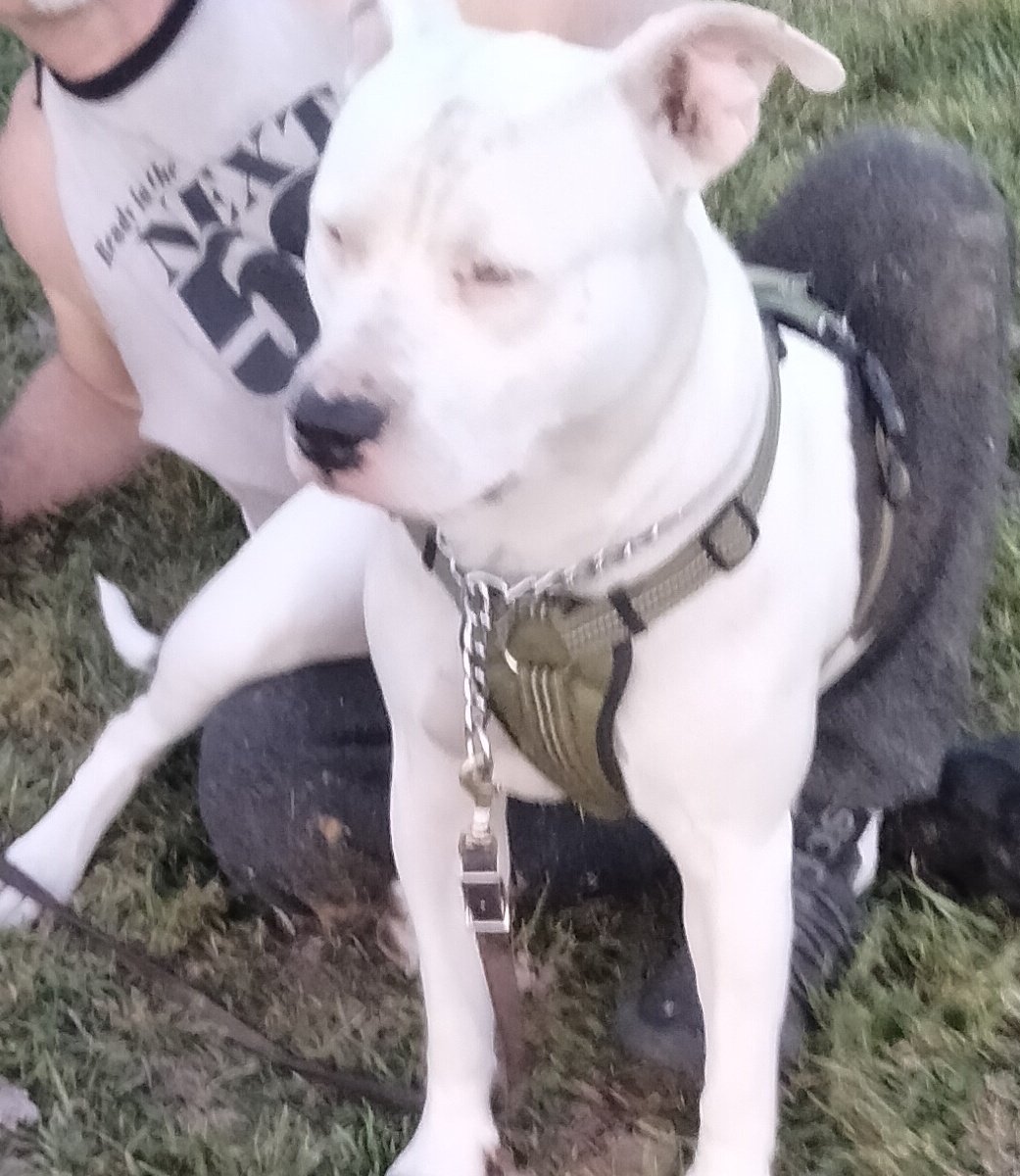 Michell41781184's tweet photo. Cotton and his best friend Tilly. He is now homeless because his house burned down. I know there still caring loving people out there? I can't help but think what if this was me ,What would I do ? With no family. He is slow I'm sure that very scary  him.!#I gave him a room https://t.co/ftDtoHLUo3