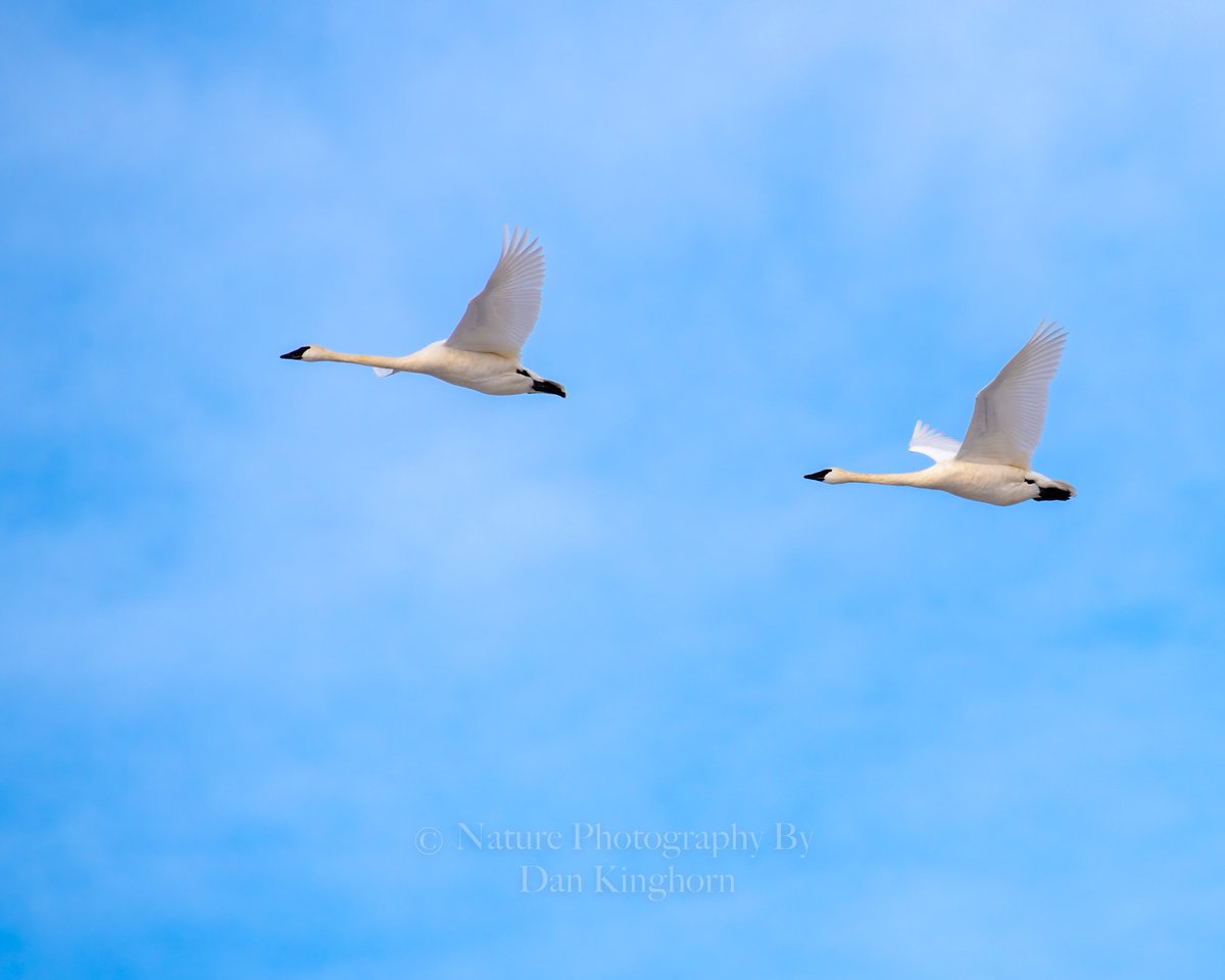 #TrumpeterSwans in the #Idaho skys today.  #NaturePhotography #BirdsOfTwitter #BirdPhotography #ThePhotoHour