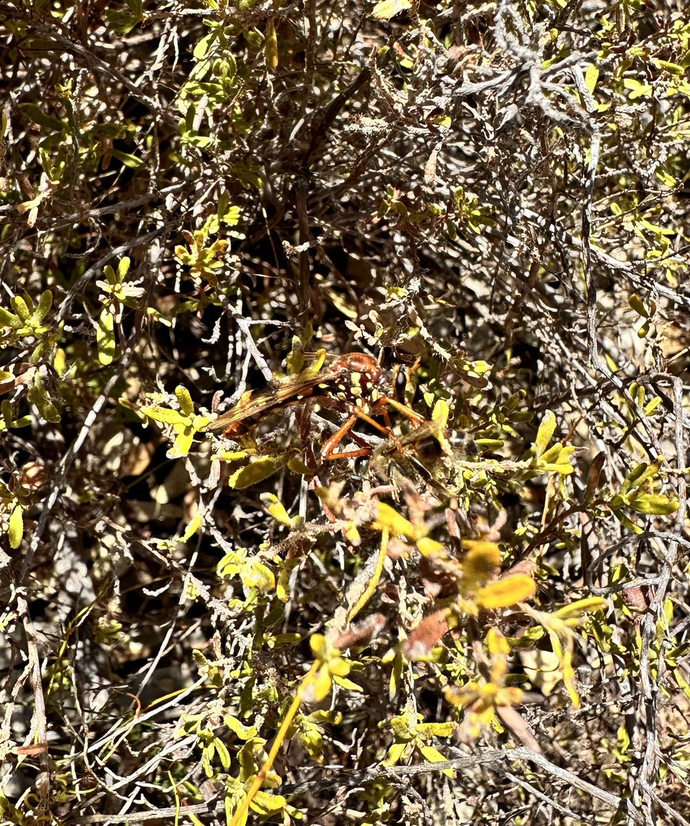 lost_in_botany's tweet image. What I thought was a wasp turned out to be a #Robberfly! #Asilidae