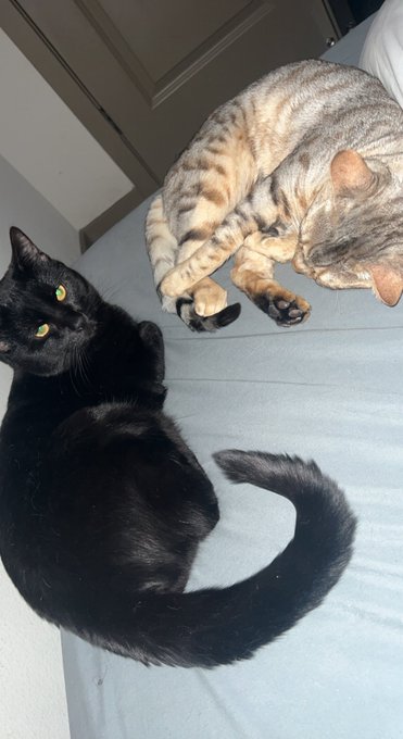 my mans kujo and prince https://t.co/i9FN6Wv91m<a href="/tag/happybirthdaynicki"class="tags"><span>#happybirthdaynicki</span></a>