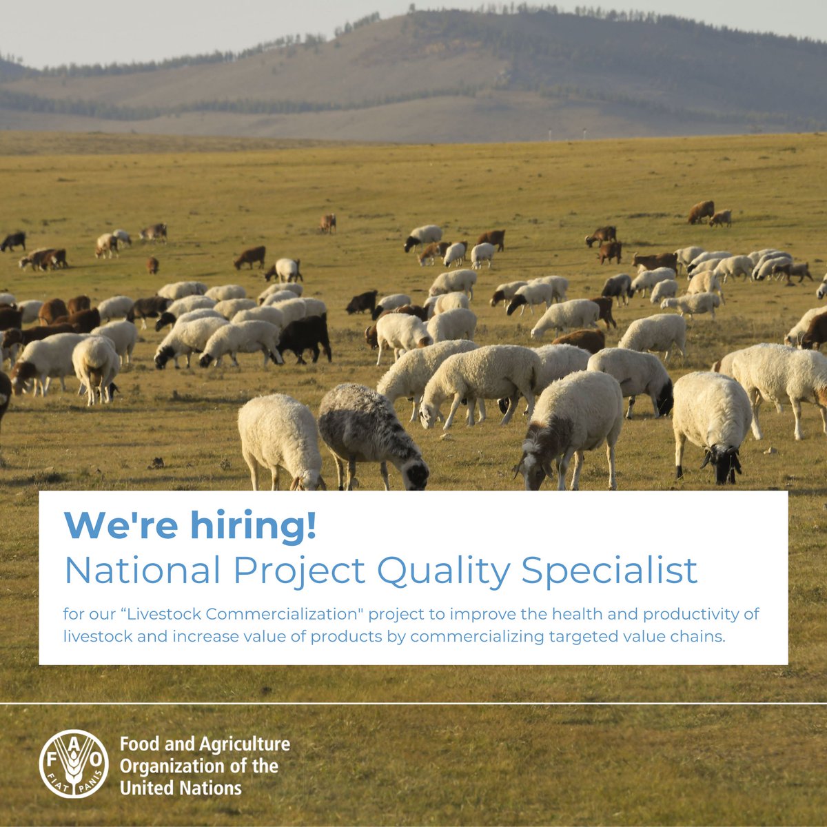 Нээлттэй ажлын байранд урьж байна.
 🔍FAO Mongolia is seeking highly skilled individuals to join our team.
💡National Project Personnel – National Project Quality Specialist 
📅Deadline for Application: 31 Jan 2023
 👉Apply at: bit.ly/3H9j1f5