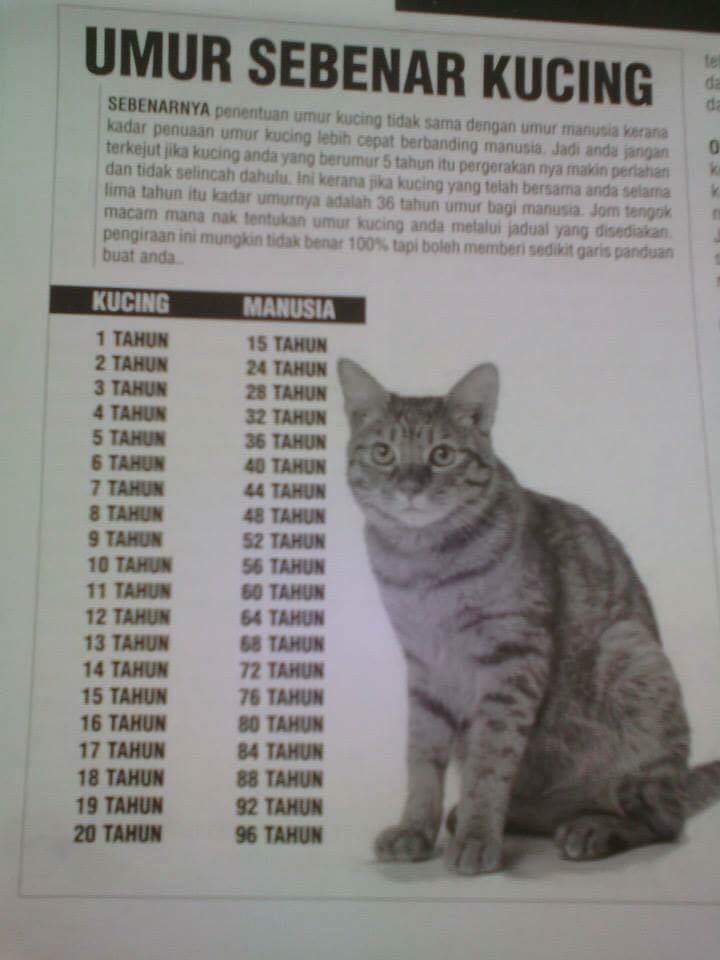 kochengfs's tweet photo. 🐈‍⬛
berbagi info, buat yang belum tau, ga tau bener apa ga, ya minimal ada gambaran lah. https://t.co/P6v3agGZ4z