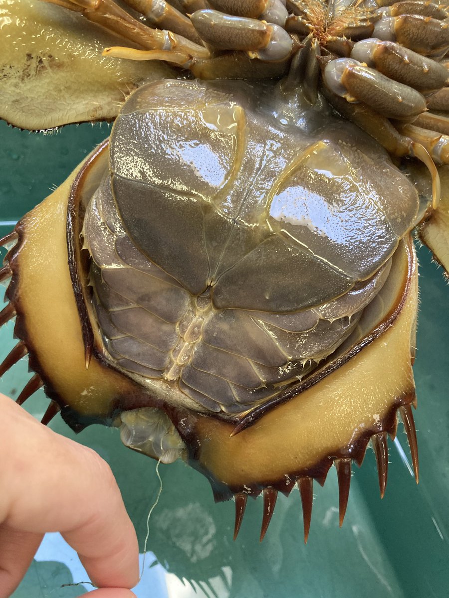 horseshoecrab_m's tweet photo. 本日漁師さんからカブトガニ捕獲の連絡があり、亜成体1匹を保護しました！

このカブトガニは捨てられていた釣り糸を食べてしまっており、口から肛門まで糸が貫通していました

ゴミはポイ捨てせず持ち帰っていただくようよろしくお願いしますm(_ _)m

#今日のカブトガニ https://t.co/o4CU1YtBGu