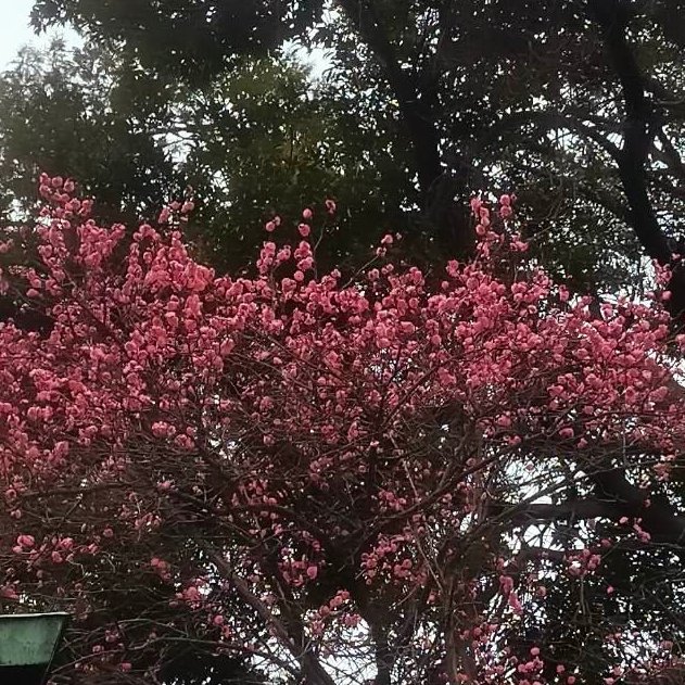 BedandStay's tweet photo. Plum trees are blooming in Tokyo this month. We saw this lovely tree at Kumano Jinja. January is a good month to visit the city. Book your stay with us. Send us a message for inquiries.
#bedstay #tokyo #japan #plumtrees #pink #nakano #nogata #booknow #house https://t.co/zHUjtSdrkQ