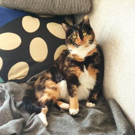 Víctor Escribano tweet media