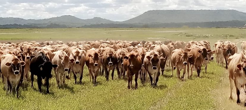 Mafuro Farming tweet media