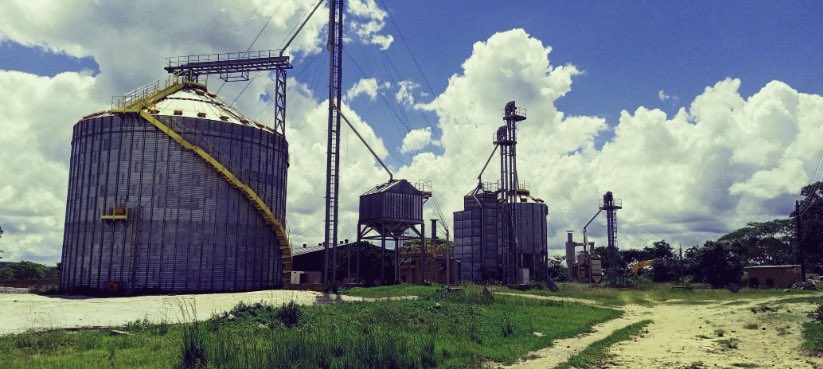 Mafuro Farming tweet media