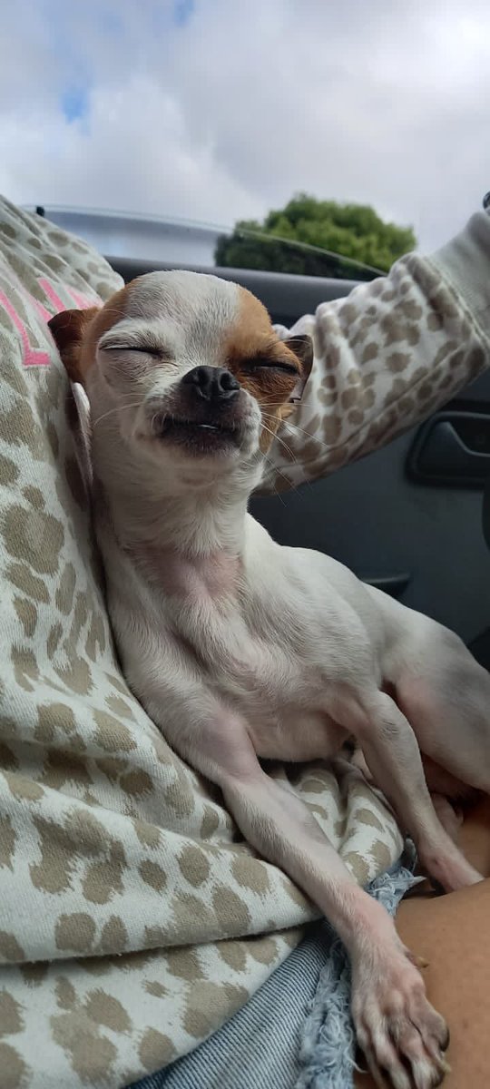 kathdelso's tweet photo. Aprecien al bello de Crispy❤️🥺 https://t.co/OEn6JfFrRB