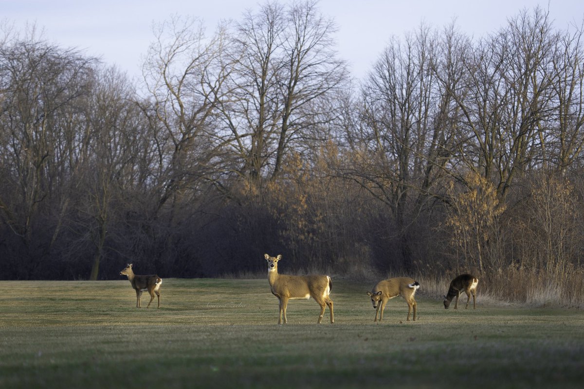 ZLens2020's tweet photo. Winter Mornings with white tail deers! 
#Illinois #wildlife #whitetaildeers #wildlifeconservation 
@IllinoisDNR https://t.co/IUqDnf88F3