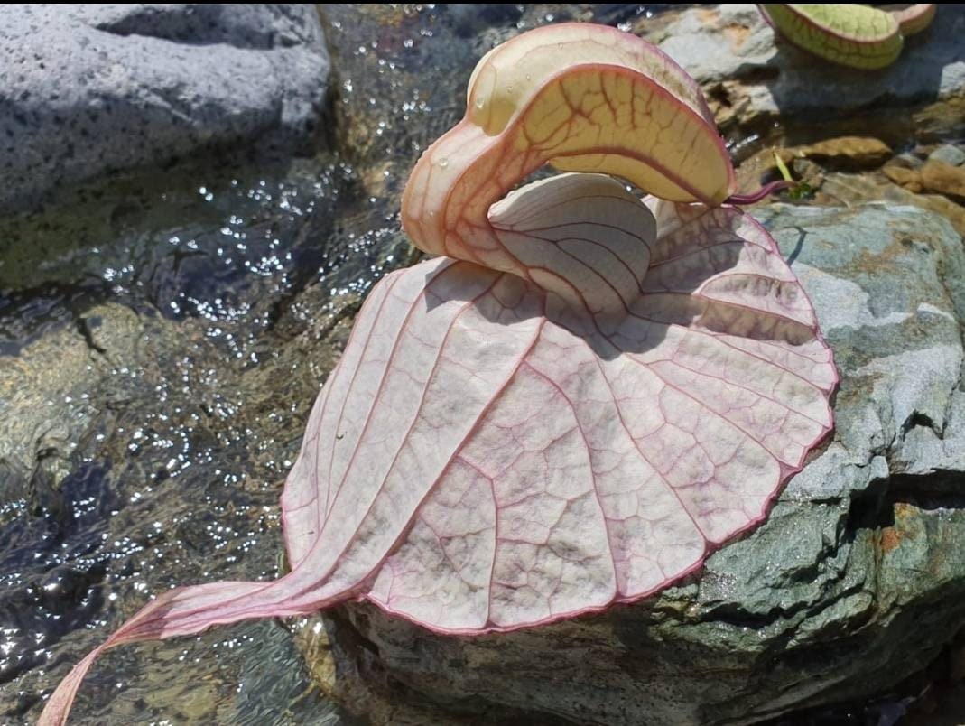 AjiSg1's tweet photo. Excited to share the latest addition to my #etsy shop: Duck Flower  Detox (Contribo, Pelican Flower, Dutchman&amp;#39;s Pipe, Aristolochia Grandiflora)  100% Wild crafted Dr.Sebi Recommended  Detox #driedduckflower #magicjuicestore https://t.co/0Wn0w8255L https://t.co/pYOe4c5VNn