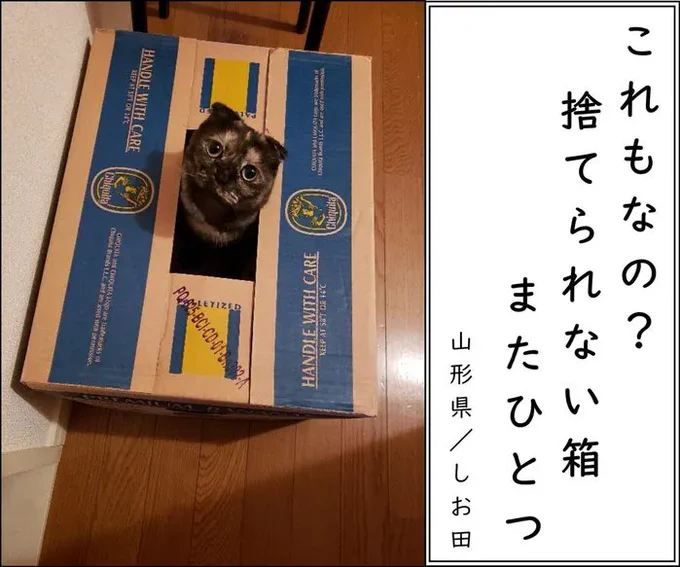【猫あるある川柳2022傑作選_vol.1】最優秀・優秀作品を発表!猫ゆえに…笑いのセンスが光る猫飼い主たちの一句|ねこのきもちWEB MAGAZINE https://t.co/9SBn6iOdvc 