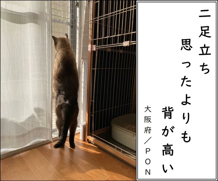 【猫あるある川柳2022傑作選_vol.1】最優秀・優秀作品を発表!猫ゆえに…笑いのセンスが光る猫飼い主たちの一句|ねこのきもちWEB MAGAZINE https://t.co/9SBn6iOdvc 