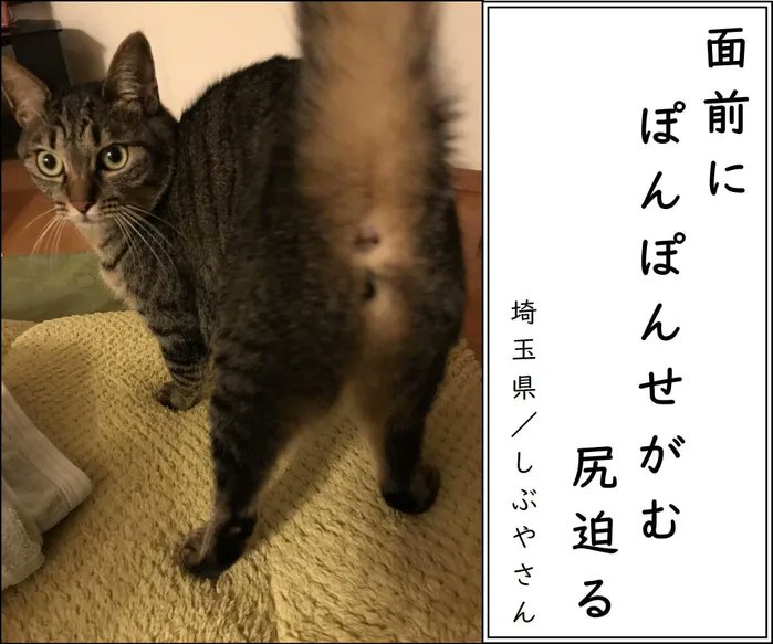 【猫あるある川柳2022傑作選_vol.1】最優秀・優秀作品を発表!猫ゆえに…笑いのセンスが光る猫飼い主たちの一句|ねこのきもちWEB MAGAZINE https://t.co/9SBn6iOdvc 
