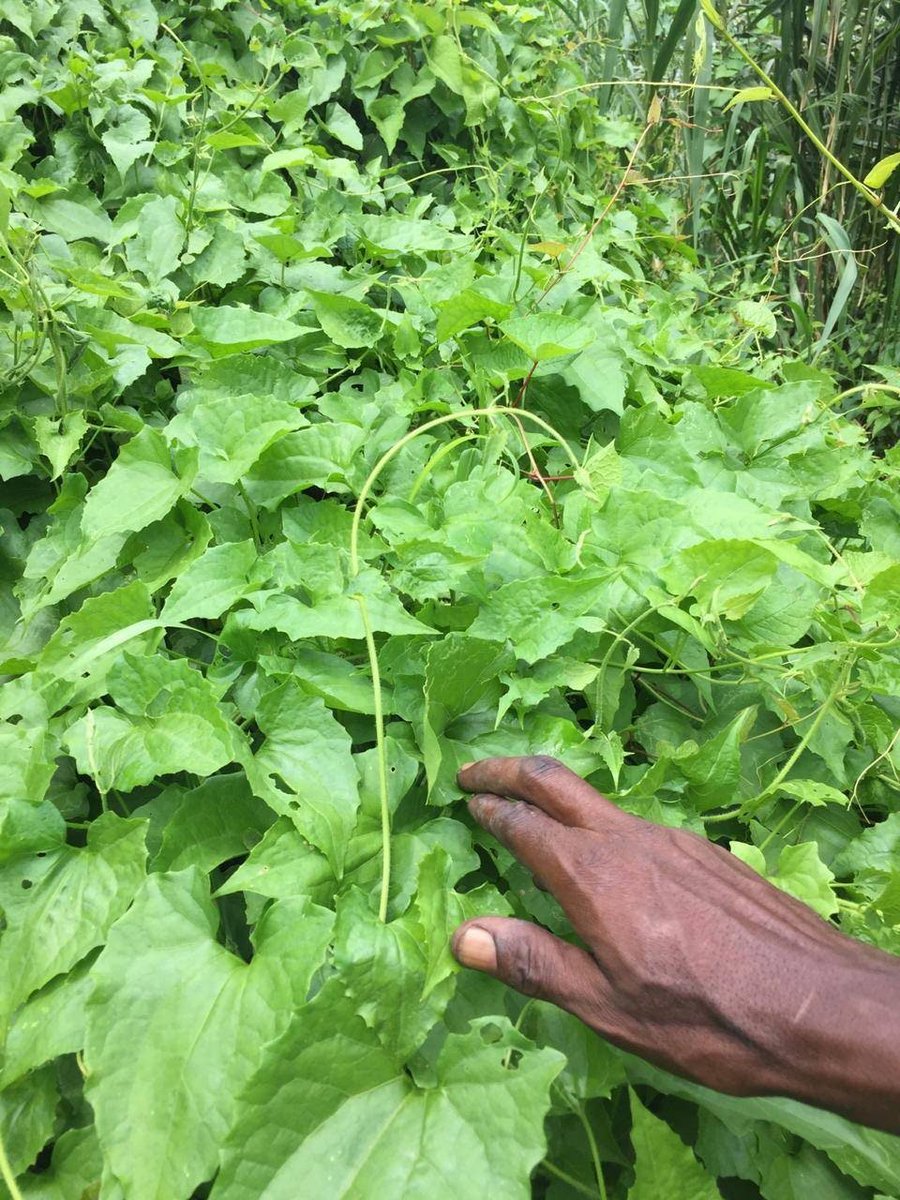 AjiSg1's tweet photo. Thanks for the great review Lavelle W. ★★★★★! #etsy #drsebi #herbs #healing #organic #healthy #jamaicanherbs #natural #tea #benefical https://t.co/iNrminQiLv https://t.co/0azbkIpZsm